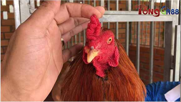 Trại gà được đảm bảo chất lượng và độ uy tín