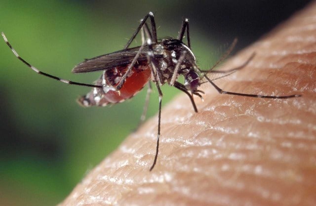 Muỗi đốt gà tưởng chừng đơn giản nhưng lại tiềm ẩn nhiều nguy cơ
